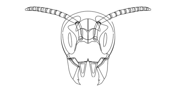 Linear animation of the hornet insect head
The head of a wild Japanese wasp is drawn with black lines on a white background.