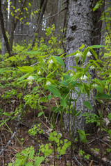 Roughfruit Fairybells wildflowers