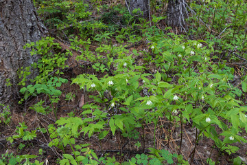 Roughfruit Fairybells wildflowers