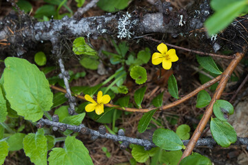 Fototapeta premium Downy Yellow Violets wildflowers