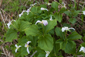 White Trillium wildflower cluster