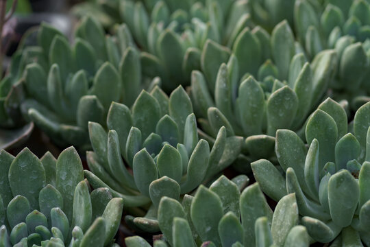 Close Up Of Agave Succulent Plants, Easy Care Indoor House Plant. Abstract Green Plants Background