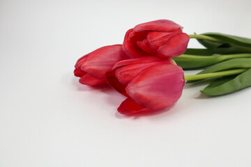 A bouquet of scarlet tulips lies on the right on a white background, side view, space for text