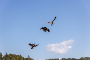 Birds of prey of different breeds fly in the sky