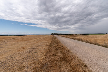 View of a wheat field in the countryside, intersected with road, with a blue cloudy sky