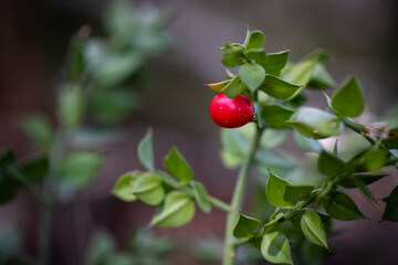 Acebo del monte, planta medicinal, propiedades diur&eacute;ticas