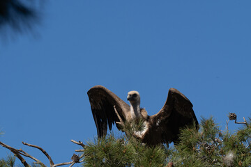 vulture