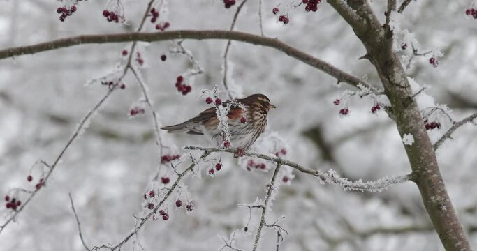 grive mauvis (Turdus iliacus) mangeant des baies d'aub&eacute;pine en hiver