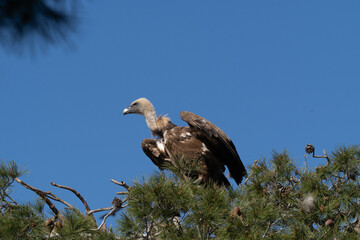 vulture