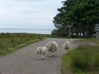 Owce na drodze.