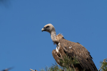 vulture