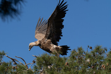 vulture