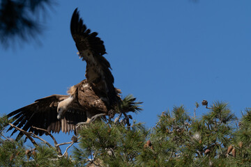 vulture