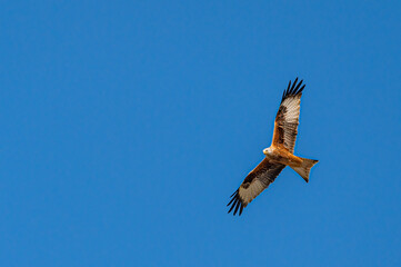 Red Kite, milvus milvus, in flight