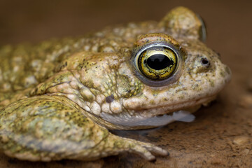 male Natterjack toad (Epidalea calamita)