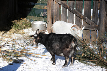 Goats in the paddock. Black and white goats on the farm on a frosty winter day