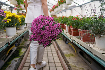 Florist in her nursery carrying a pot with chrysanthemums in her hands while walking through the greenhouse