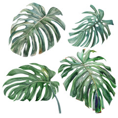 set of monstera leaves drawn in isolation on a white background in different angles
