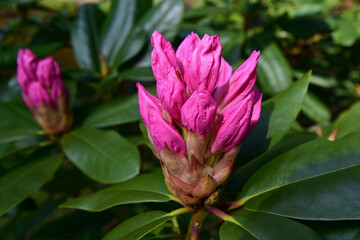 Pinkfarbene Magnolien Knospen kurz vor dem Aufbl&uuml;hen in Nahaufnahme