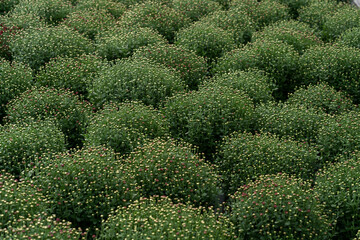 Bluming green fresh chrysanthemum abstract texture