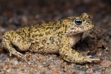 Fototapeta premium male Natterjack toad (Epidalea calamita)