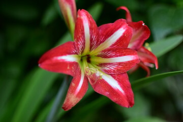 Obraz premium Perfección