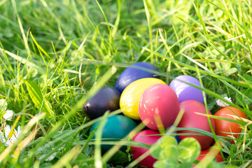 Colored eggs in natural nest on the ground. Copy space.