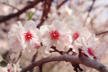 background of spring cherry blossoms tree. selective focus