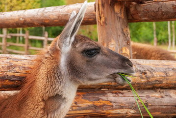 Llama chewing grass. Big plan. Against the background of bars.