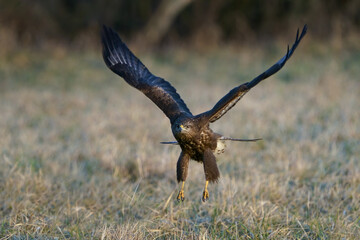 Common buzzard (Buteo buteo)