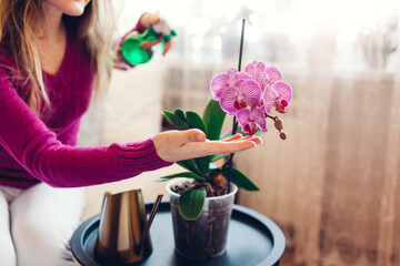 Woman spraying blooming orchid with water in living room. Housewife takes care of home plants and...