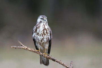 Common buzzard (Buteo buteo)