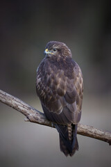 Common buzzard (Buteo buteo)