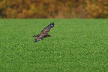 Common buzzard (Buteo buteo)