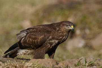 Common buzzard (Buteo buteo)