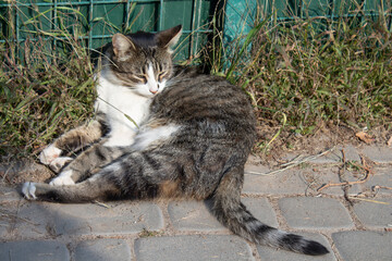 Ginger cat looks into the camera. Pictures of cats, cat eyes, cute cat, drawings of cats, drawings of cats.