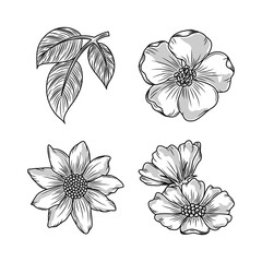 flowers leaves sketch