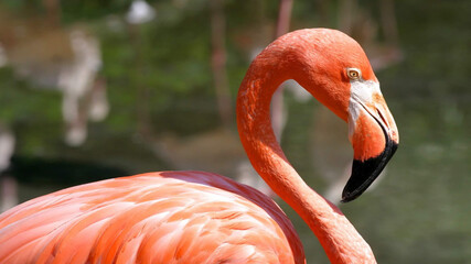 close up of a flamingo