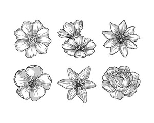 flowers floral sketch