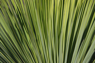 Full frame close-up view of the leaves of a yucca plantFull frame close-up view of the leaves of a yucca plant