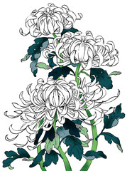 菊　イラスト