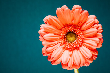 Colorful gerbera flower on blue background. Copy space.