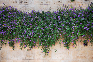 multiple amp flowers on a brick wall