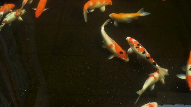 Multi color of Koi fishes swimming footage top view with dark background