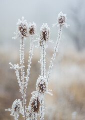 Close up shot of frost on plants