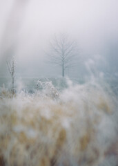 Tree during frosty autumn day