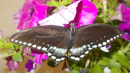butterfly on flower