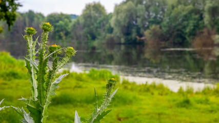 Thistle thickets on the river bank, thistle - a medicinal plant