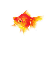 Fototapeta premium 金魚 イラスト