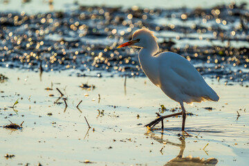 Cattle egret (bubulcus ibis) at sunrise in a rice field in Albufera of Valencia natural park.